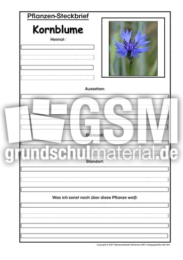 Pflanzensteckbrief-Kornblume.pdf
